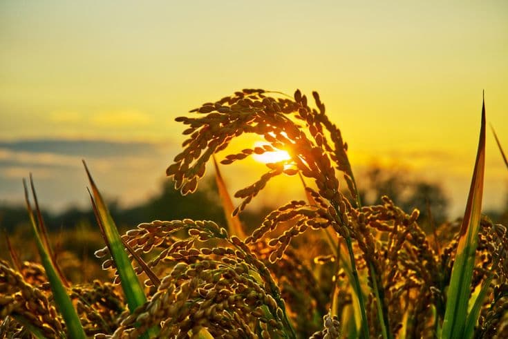 Latar Belakang Sawah