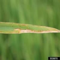 Penyakit Daun 1