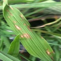 Penyakit Daun 2